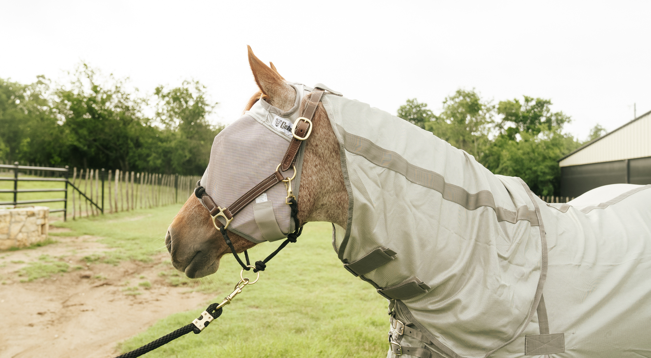 Why Fly Protection for Horses Matters More Than You Think