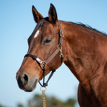 Halters and Leads