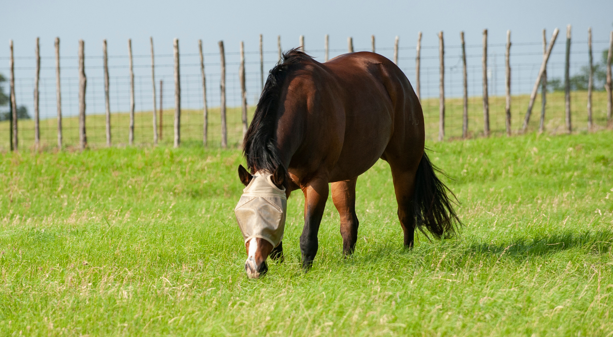 A bay horse grazes in a green pasture wearing a Cashel Econo fly mask, with a wood-post fence line in the background. The Econo Line delivers reliable fly and sun protection at a budget-friendly price point, making it a practical choice for managing large herds — with lightweight mesh to reduce sun exposure, soft edges to prevent rubbing, and adjustable fits that hold securely across horses of varying sizes
