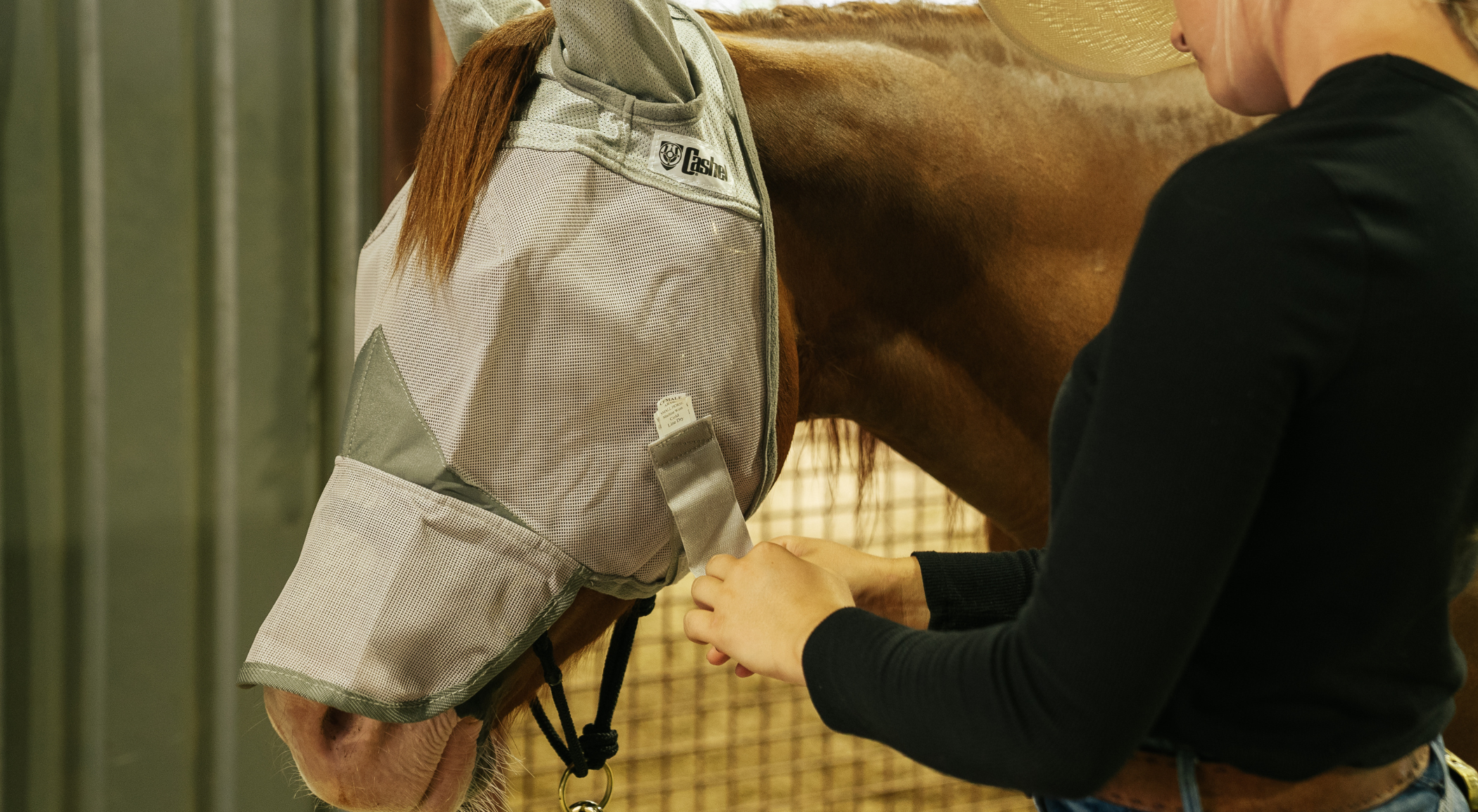 A close-up of a woman fastening the hook-and-loop closure on a Cashel Crusader Long Nose fly mask with ears, showing the mask's three-hole cap design that lets the horse's ears and forelock pass through freely without rubbing or breaking hair. Designed for horses with light-colored or sensitive skin, the Crusader blocks up to 70% of harmful UV rays while creating a reliable barrier against insects from poll to muzzle. The mask's trimmable edges and optional hook-and-loop extender allow for a fully customized, comfortable fit.