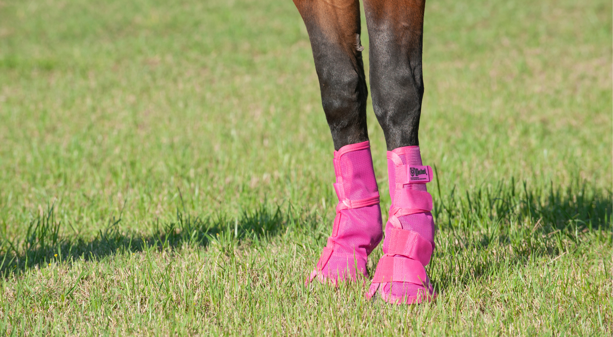 A close-up of a horse's lower legs standing in green grass, wearing pink Cashel Crusader Contoured Leg Guards secured with multiple hook-and-loop closures. Designed for horses prone to leg stomping from fly irritation, the contoured leg guards stay securely in place during movement, offering reliable, all-day protection that holds up where other fly boots tend to slip.
