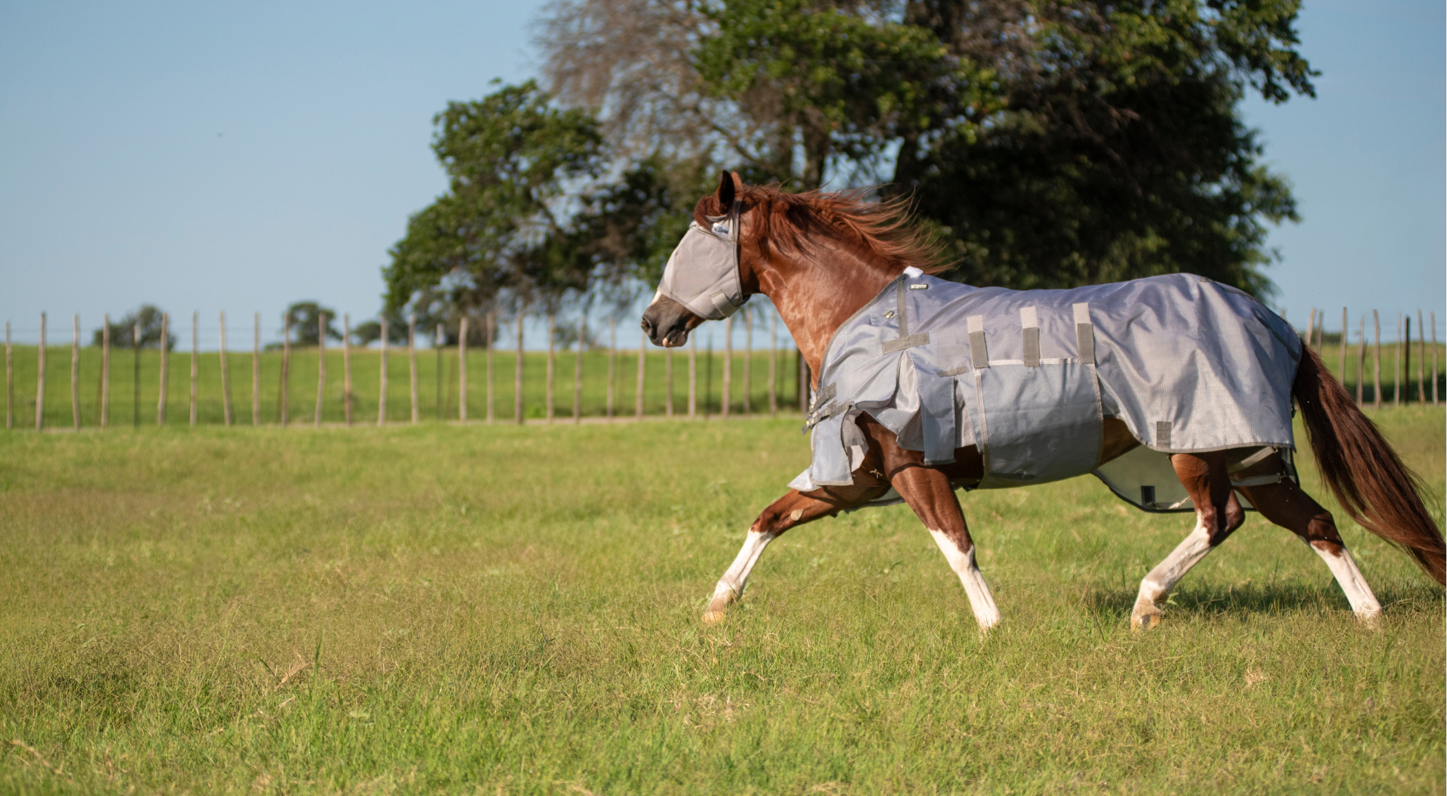 A horse trots freely across a green pasture wearing a Cashel Crusader Lightweight Fly Sheet and fly mask, fenced grazing land and trees in the background. Built for horses that live outside full-time, the sheet's breathable mesh protects against UV bleaching and biting insects on the hottest, buggiest days without causing overheating. A contoured design prevents shoulder rubbing, while an extra-wide belly band adds comfort and coverage — and the mesh holds up even if the horse gets hosed down for a cooling effect.