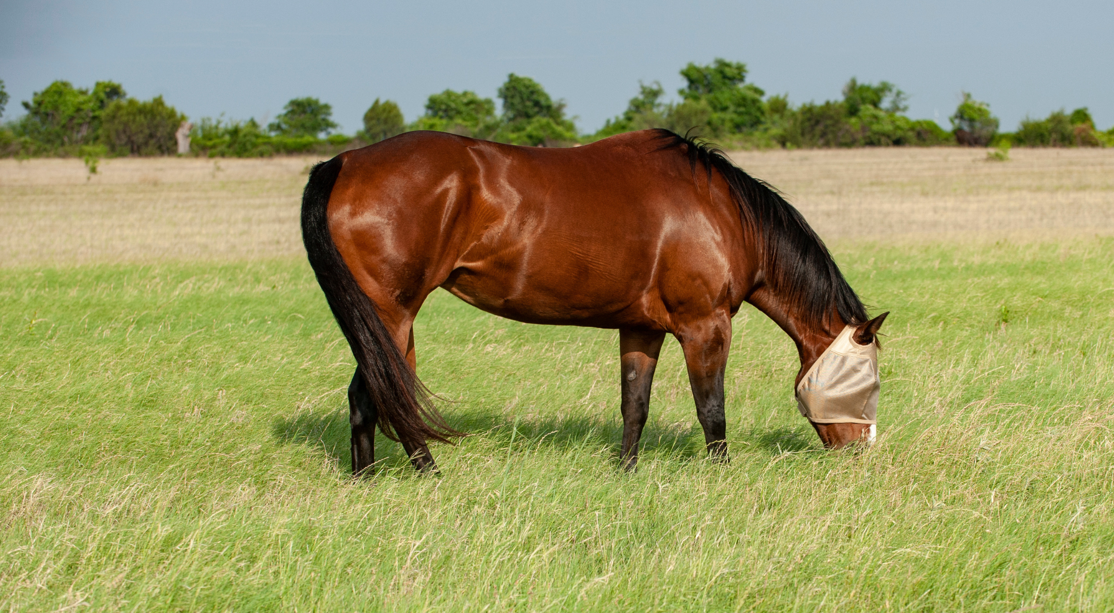 A bay horse wearing a Cashel Econo fly mask grazes freely in a green pasture, showing how budget-friendly horse fly masks provide reliable fly protection during turnout for larger herds and multiple horses. 