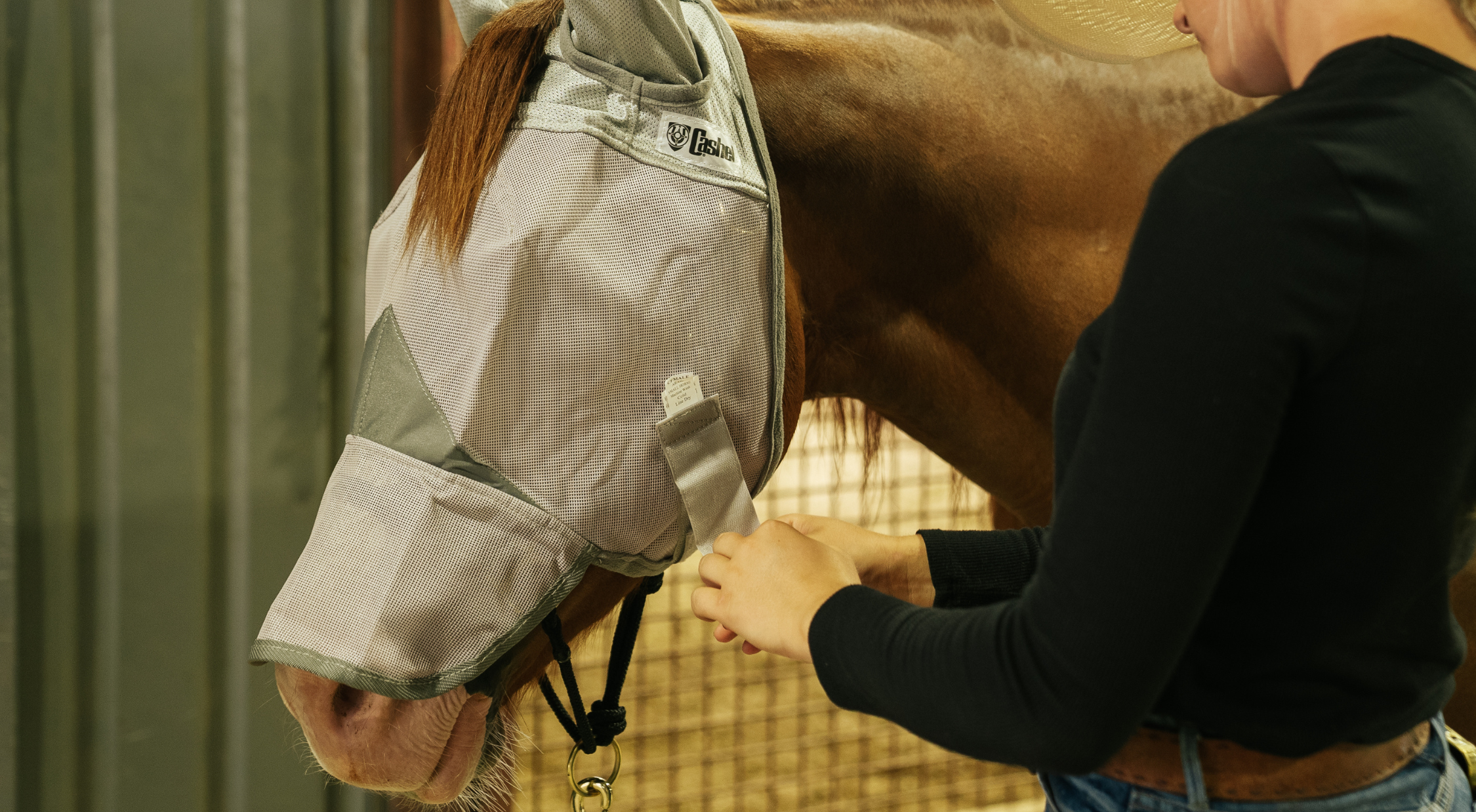 A person fastens the hook-and-loop chin strap on a Cashel Crusader long nose horse fly mask fitted on a chestnut horse in a barn aisle, showing the extended nose coverage that protects sensitive, pink-skinned muzzles from biting flies and UV sun damage.