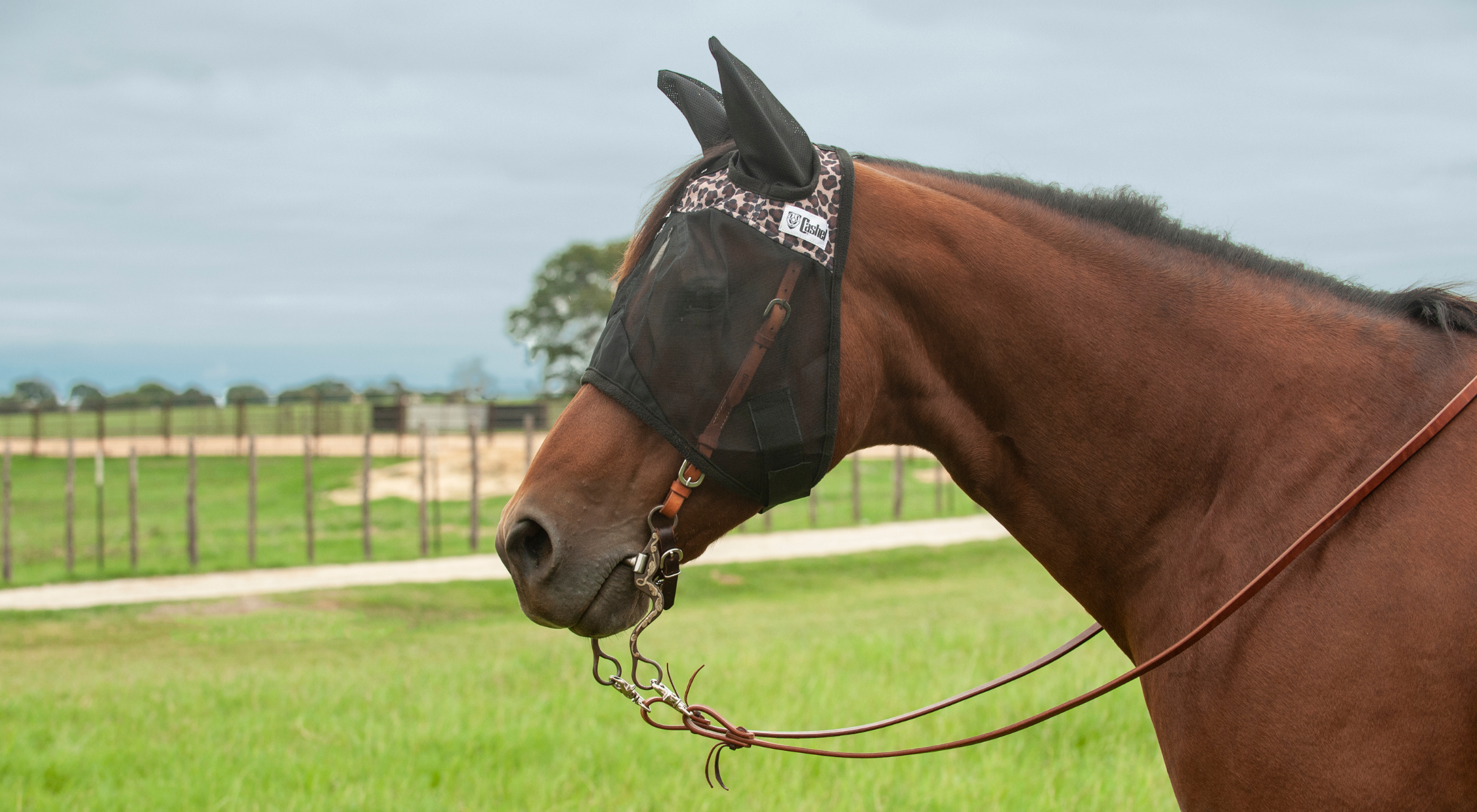 A bay horse wearing a black Cashel Quiet Ride fly mask with ears over a bridle and bit stands in a green pasture, showing how the riding fly mask fits over tack without interfering with rein contact or the horse's field of vision during riding.