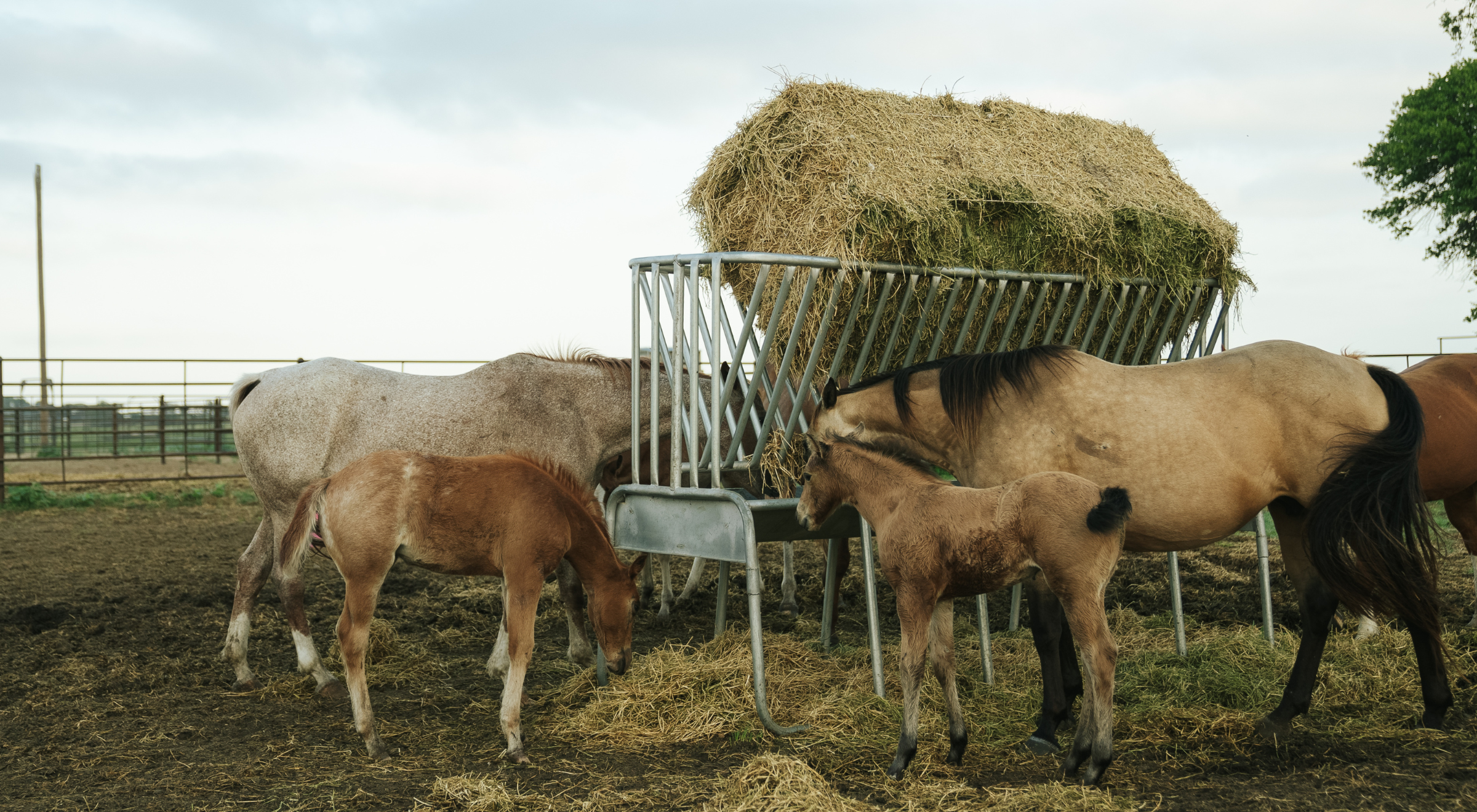 A Special Note for Foals, Colts, and Broodmares