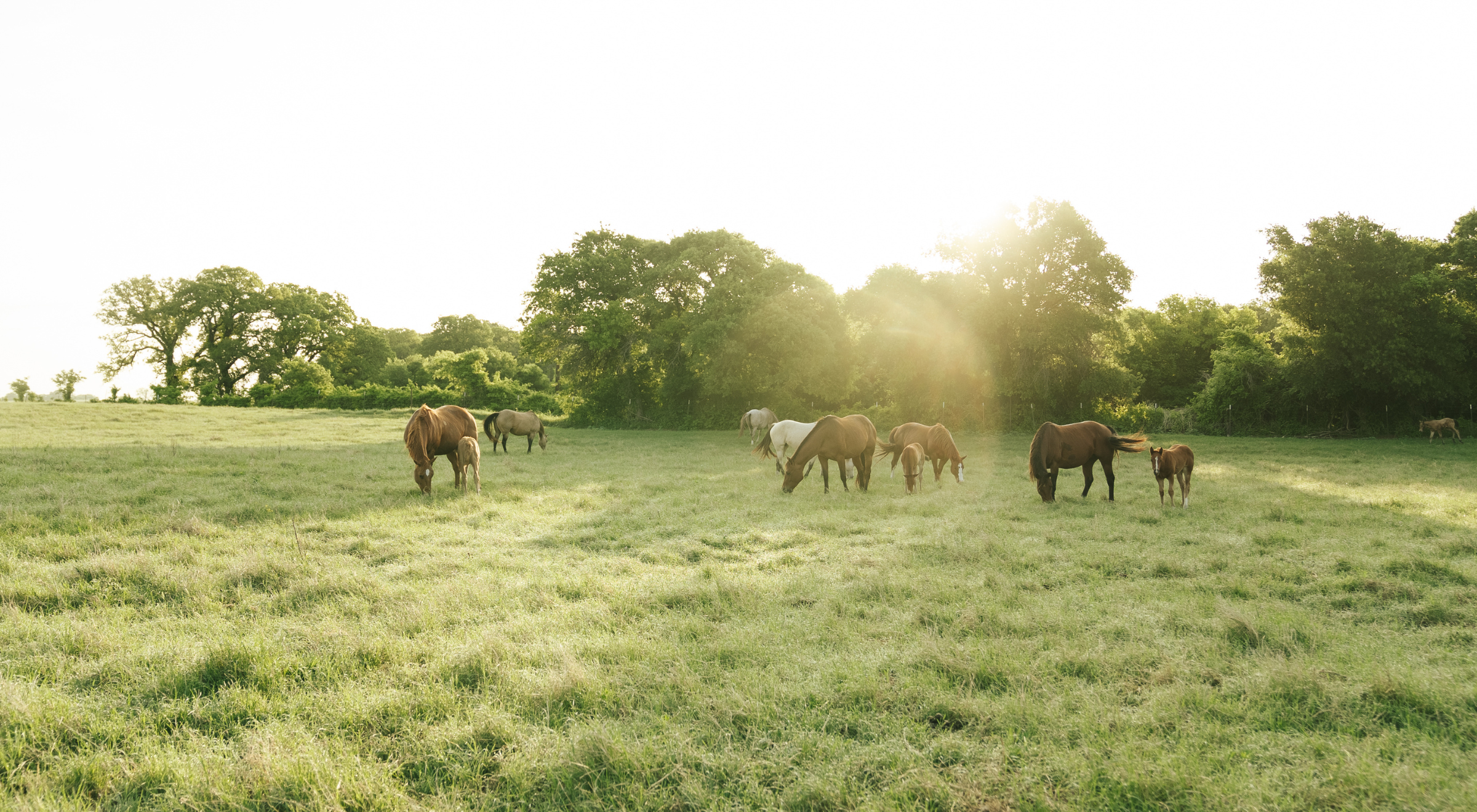 Can Horses Get Screwworm? What Texas Horse Owners Need to Know About New World Screwworm?