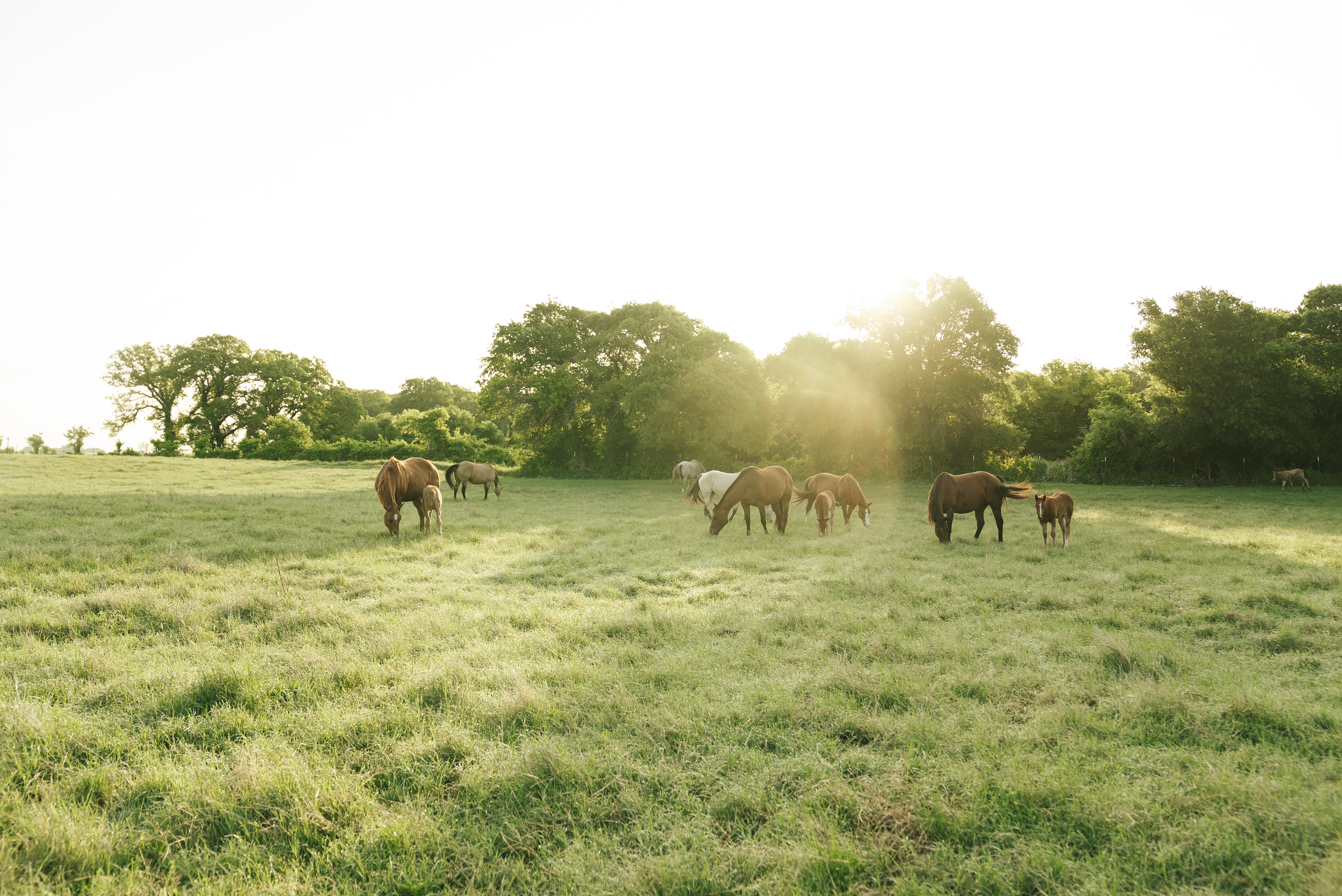 Can Horses Get Screwworm? What Texas Horse Owners Need to Know About New World Screwworm?