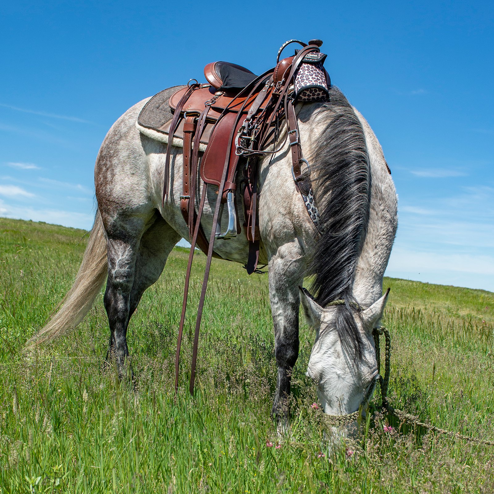 Cashel Trailblazer Saddle - Thumbnail 2